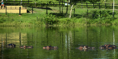 Nilpferde Pablo Escobar