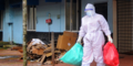 Nipah-Virus: WHO sieht "geringes Risiko"