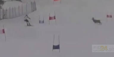 Crash mit Hirsch verhindert