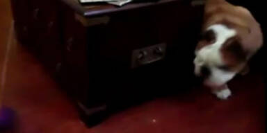 Dumme Bulldogge verfolgt Ball