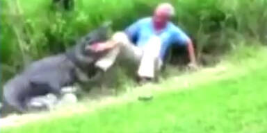 Alligator-Attacke mit viel Gl&uuml;ck &uuml;berlebt