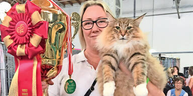 Das ist die sch&ouml;nste Katze der Welt