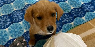 Teuerung: Immer mehr Hunde und Katzen landen im Tierheim