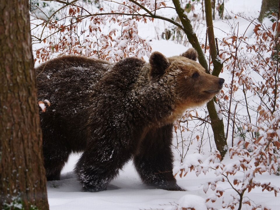 Nur Mici ist wach und aktiv.