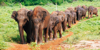 Graue Riesen zeigen Gefühl