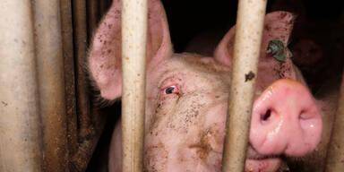 Missst&auml;nde in Schweinebetrieb: Verfahren eingeleitet