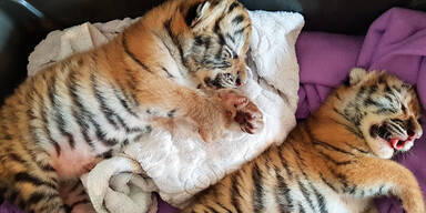 Tiger-Babys Niederösterreich Hainburg