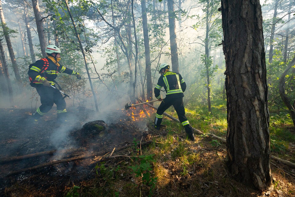 Waldbrand in Mödling: Feuerwehr im Einsatz