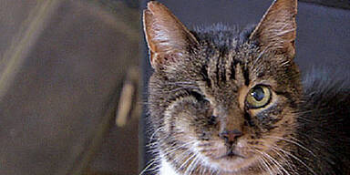 Einäugiger Kater kam nach 18 Monaten heim