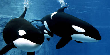 Orcas attackierten erneut Boot bei Segelregatta