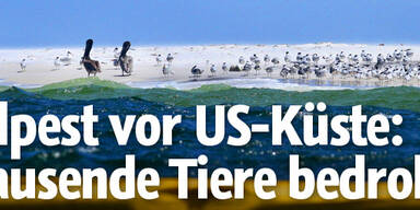 Ölpest - BP übernimmt Verantwortung