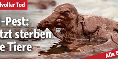 Ölkatastrophe: Jetzt sterben die Tiere