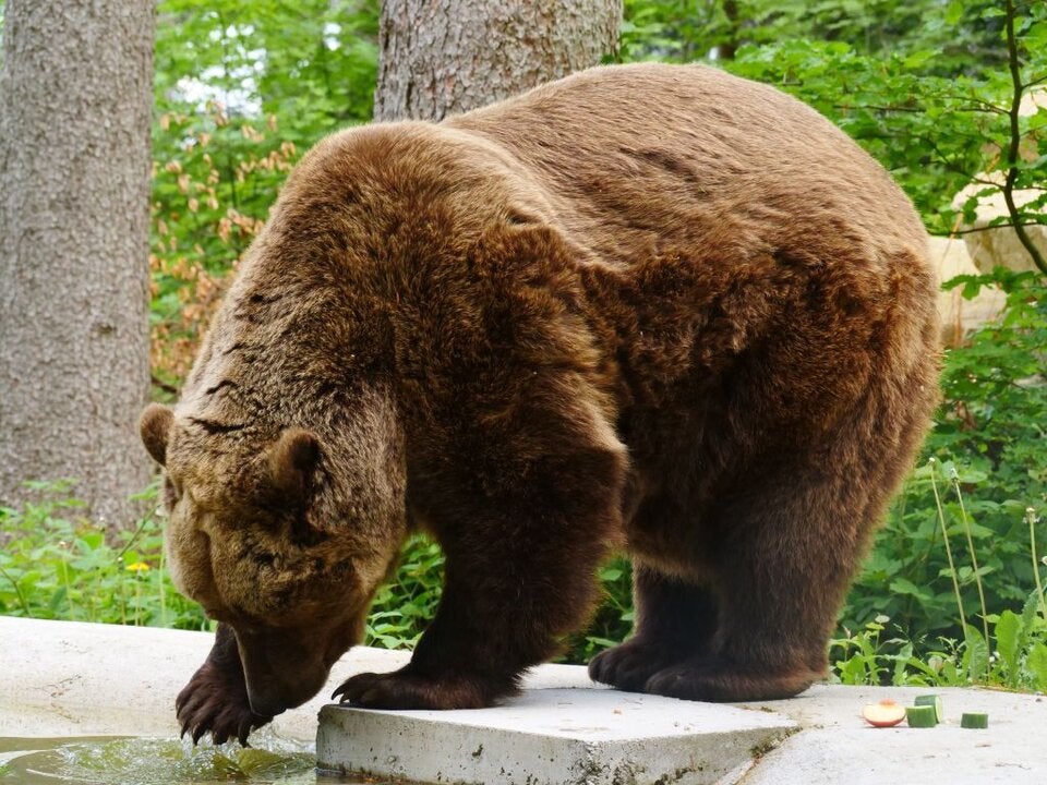 Felix durfte vor wenigen Tagen seine Quarantäne verlassen. Kurz nach seiner Ankunft im neuen Gehege stieg er in den kleinen Teich und begann zu planschen. 