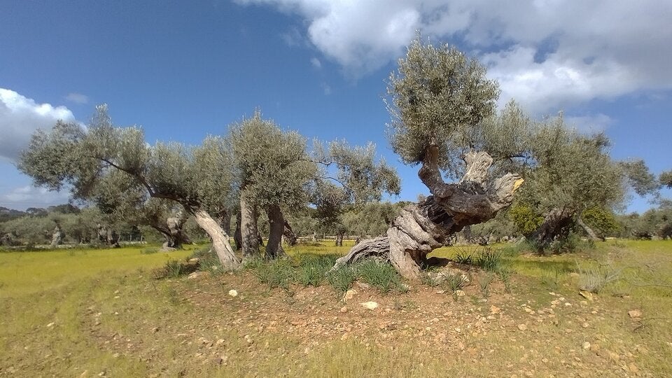 ...die Big Five auf dem 500 Jahre altem Anwesen sind majestätische Olivenbäume.