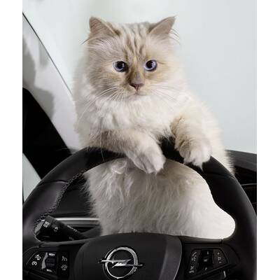 Choupette Lagerfeld im Opel Corsa Fotokalender 2015