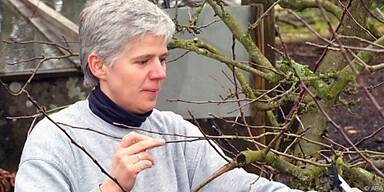 Optimale Termin liegt vor dem Beginn des Austriebs