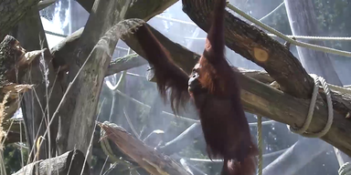 Orang Utan