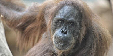 Orang Utan Djambi Zoo Frankfurt