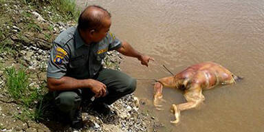 Grausamer Fund: Orang-Utan enthauptet