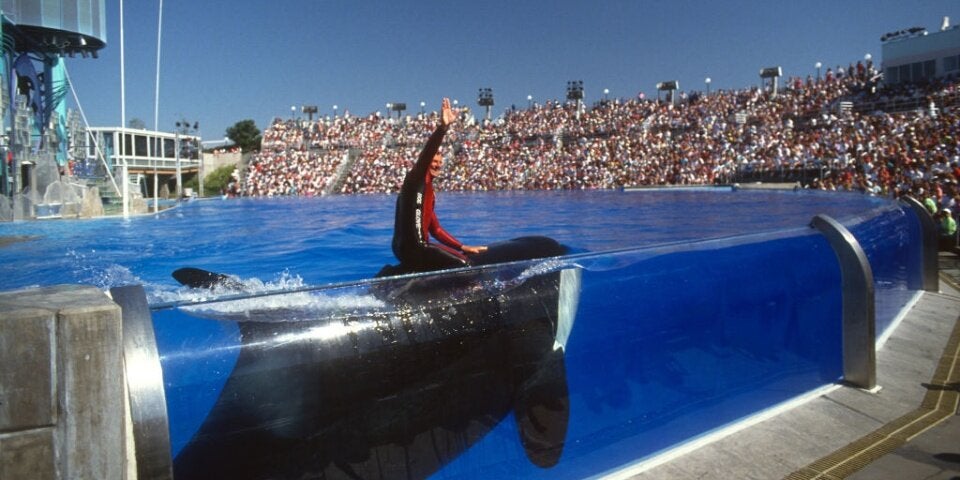 Die tragische Geschichte von SeaWorlds traurigstem Wal