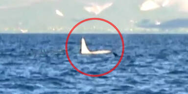 Erstmals komplett wei&szlig;er Orca gesichtet