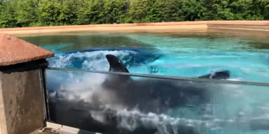 Dolphin Project/Youtube