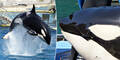 Aufnahme sorgt für Staunen: Orca spricht wie ein Mensch