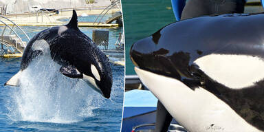 Aufnahme sorgt für Staunen: Orca spricht wie ein Mensch