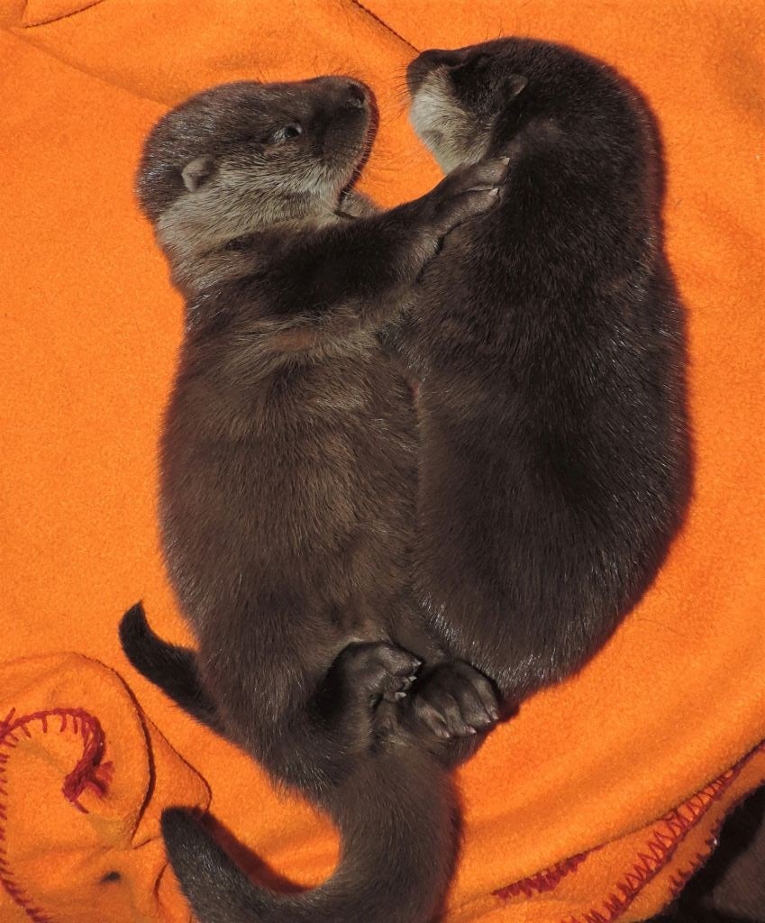 Otter-Babies Berta, Fibi - Tierschutz-CH - Unsere Tiere - Burgenland, Otter-Rettung - Story-Bild