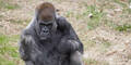 Ältester männlicher Gorilla der Welt gestorben