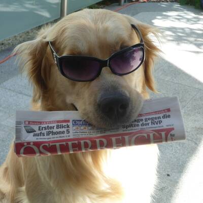 Hundewahl - Lennox, 14 Moante