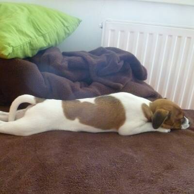 Hundewahl - Lennox, 14 Moante