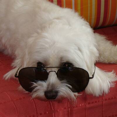 Hundewahl - Lennox, 14 Moante