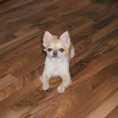 Hundewahl - Lennox, 14 Moante