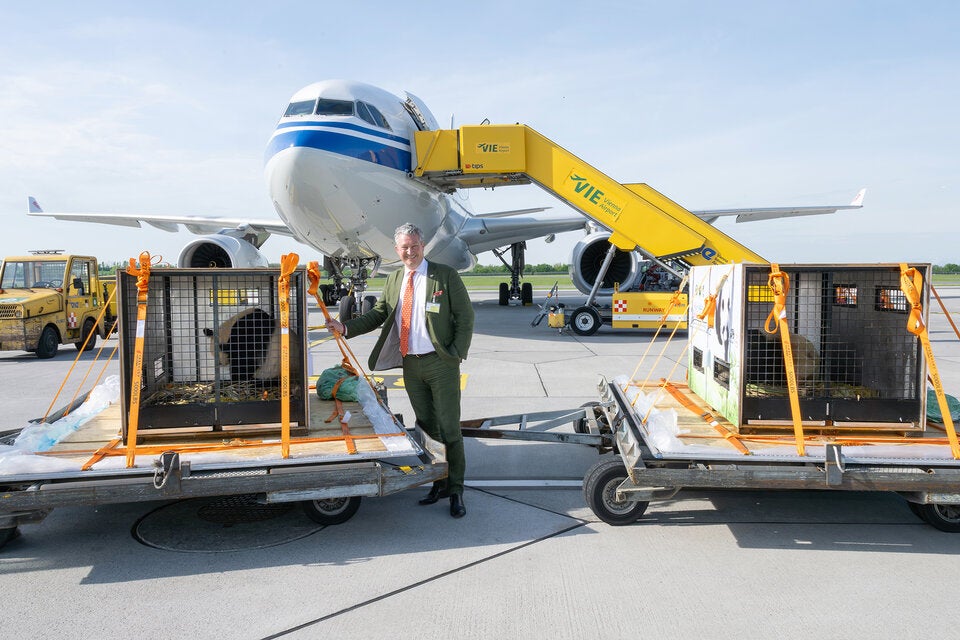 Tiergarten Schönbrunn begrüßt seine neuen Panda-Stars