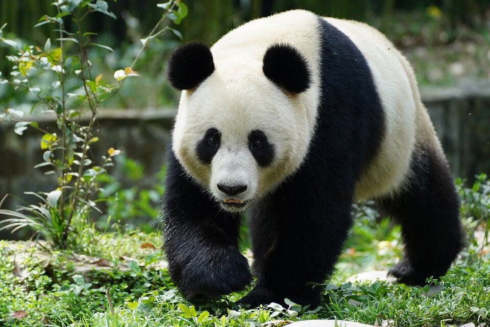 Panda-Weibchen Lan Yun.