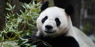 Tiergarten Sch&ouml;nbrunn begr&uuml;&szlig;t seine neuen Panda-Stars