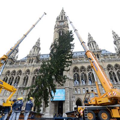 Wiener Christbaum wird aufgestellt
