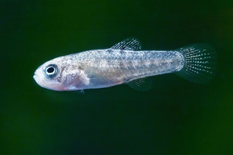 Zoo Schönbrunn: 30 Neujahrsbaby auf einen Streich!