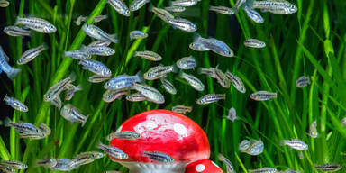 Zoo Sch&ouml;nbrunn: 30 Neujahrsbaby auf einen Streich!