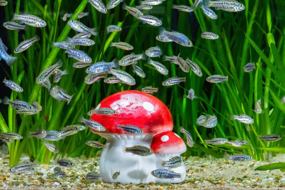 Zoo Schönbrunn: 30 Neujahrsbaby auf einen Streich!