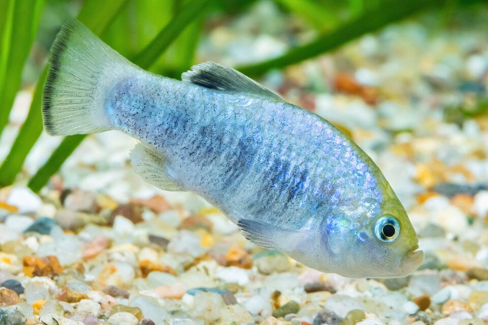 Zoo Schönbrunn: 30 Neujahrsbaby auf einen Streich!