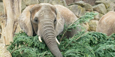 Sch&ouml;nbrunn-Elefanten verspeisen Christbaum