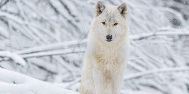 Zoo Sch&ouml;nbrunn startet mit Themenf&uuml;hrungen in den Advent