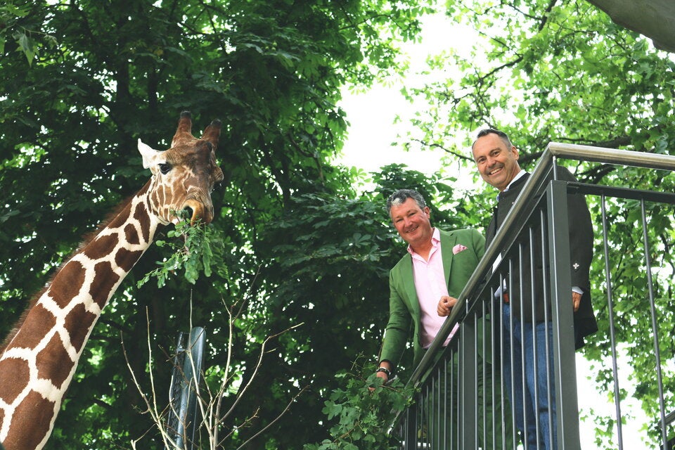 Giraffen-Jungtier Amari schon über zwei Meter groß