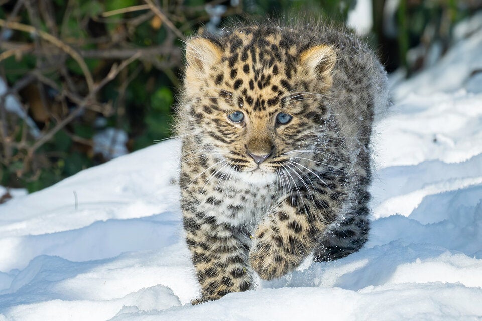 Tiergarten Schönbrunn feiert Zuchterfolg bei seltenen Amurleoparden