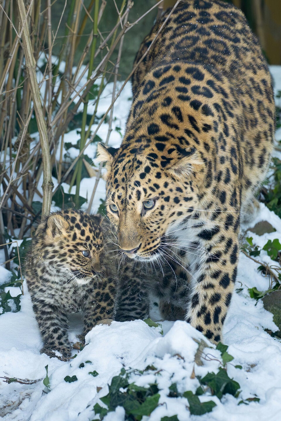 Tiergarten Schönbrunn feiert Zuchterfolg bei seltenen Amurleoparden