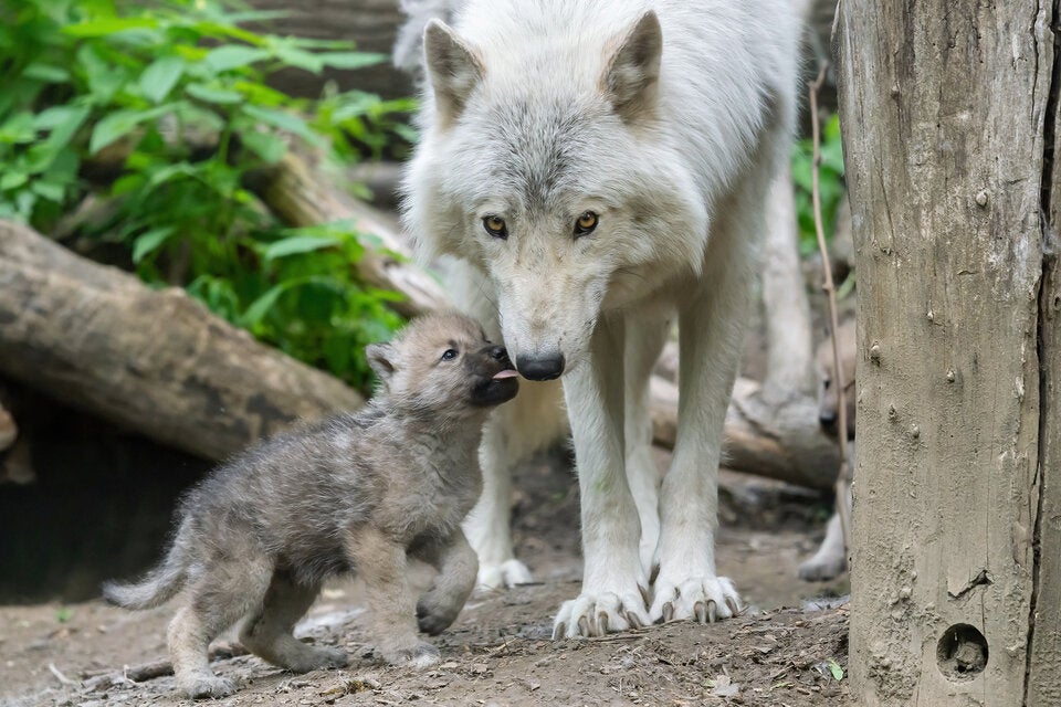 Zoo Schönbrunn: Vierfacher Nachwuchs bei den Arktischen Wölfen