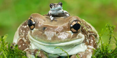 Nachwuchs bei ''Krawall-Fr&ouml;schen'' im Zoo Sch&ouml;nbrunn