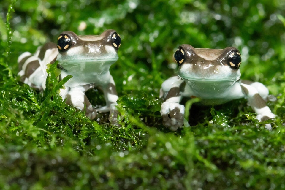 Nachwuchs bei ''Krawall-Fröschen'' im Zoo Schönbrunn
